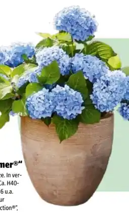 Hagebau Hortensie Endless Summer Angebot