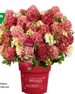 Hagebau Bodendecker Rispen-hortensie Groundbreaker Angebot