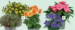 toom Baumarkt Sommerblumen Angebot