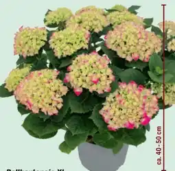 toom Baumarkt XL Ballhortensie Angebot