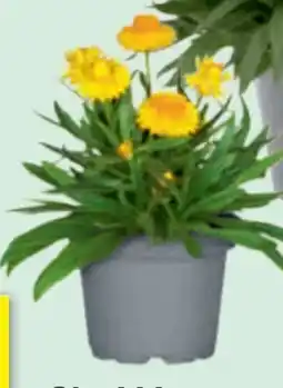 toom Baumarkt Strohblume Angebot