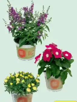 toom Baumarkt Toom Beetpflanzen-Mix Hot Spot Angebot