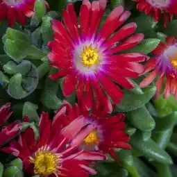 toom Baumarkt Mittagsblume Angebot