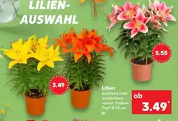 Kaufland Lilien Angebot