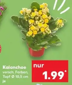 Kaufland Kalanchoe Angebot