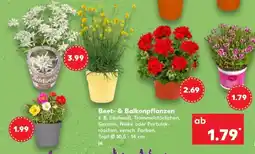 Kaufland Beet- & Balkonpflanzen Angebot