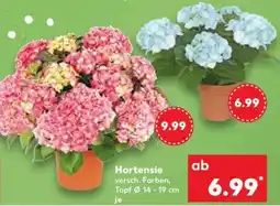 Kaufland Hortensie Angebot