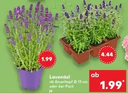 Kaufland Lavendel Angebot