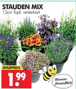 Wreesmann Stauden mix Angebot