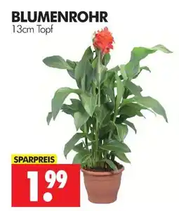 Wreesmann Blumenrohr Angebot