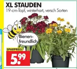 Wreesmann Xl stauden Angebot