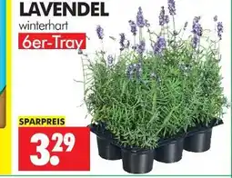 Wreesmann Lavendel winterhart Angebot