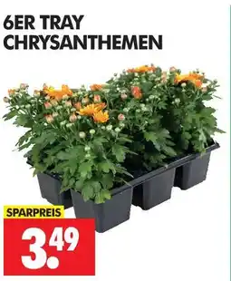 Wreesmann Chrysanthemen Angebot