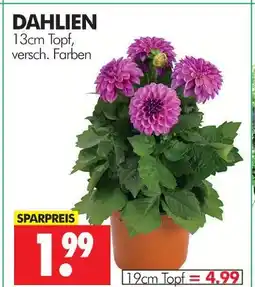 Wreesmann Dahlien 13 cm Angebot