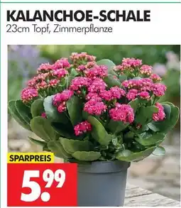 Wreesmann Kalanchoe-schale Angebot