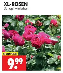 Wreesmann Xl-rosen Angebot