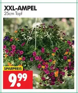 Wreesmann Xxl-ampel Angebot