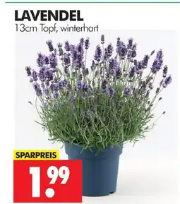 Wreesmann Lavendel Angebot