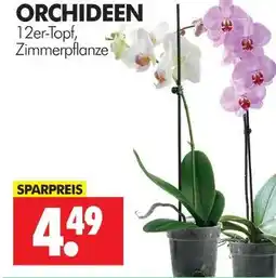 Wreesmann Orchideen Angebot