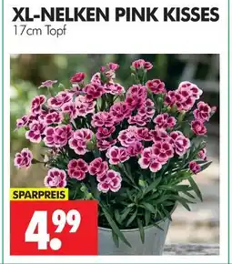 Wreesmann Xl-nelken pink kisses Angebot