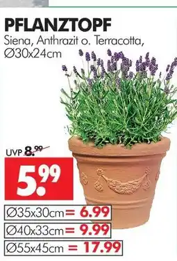 Wreesmann Pflanztopf Angebot
