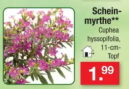 Zimmermann Scheinmyrthe Angebot