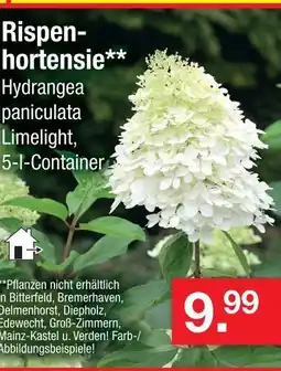 Zimmermann Rispenhortensie Angebot