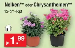 Zimmermann Nelken Angebot