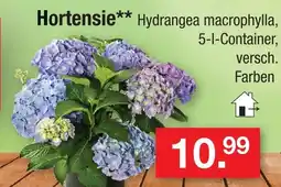 Zimmermann Hortensie Angebot
