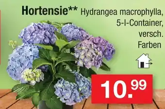 Zimmermann Hortensie Angebot