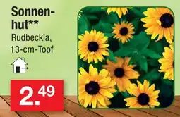 Zimmermann Sonnenhut Angebot