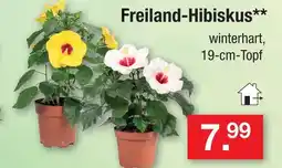 Zimmermann Freiland-hibiskus Angebot