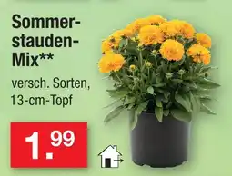 Zimmermann Sommerstauden-mix Angebot