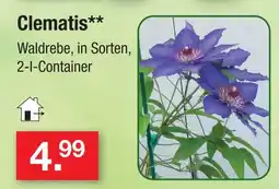 Zimmermann Clematis Angebot