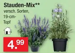 Zimmermann Stauden-mix Angebot
