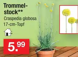 Zimmermann Trommelstock Angebot