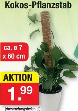 Zimmermann Kokos-pflanzstab Angebot