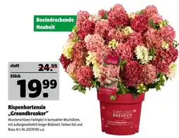 Hagebau Rispenhortensie „groundbreaker“ Angebot
