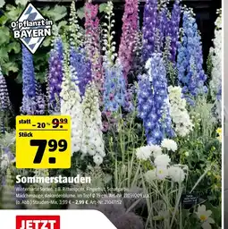 Hagebau Sommerstauden Angebot