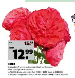 Hagebau Rosen Angebot