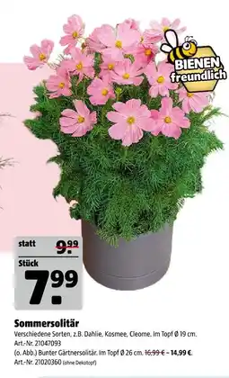 Hagebau Sommersolitär Angebot