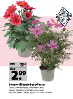 Hagebau Sommerblühende beetpflanzen Angebot