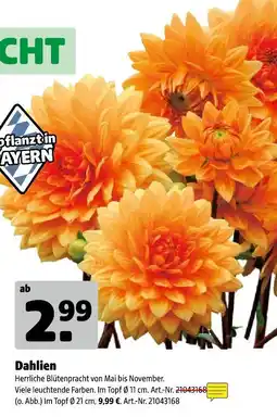 Hagebau Dahlien Angebot