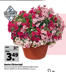 Hagebau Bunter gärntertopf Angebot
