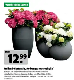 Hagebau Freiland-hortensie „hydrangea macrophylla“ Angebot