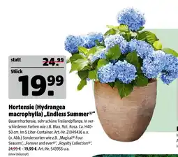 Hagebau Hortensie (hydrangea macrophylla) endless summer Angebot
