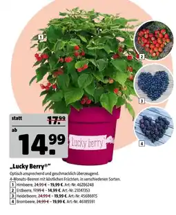 Hagebau Lucky berry himbeere Angebot