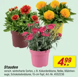 toom Baumarkt Stauden Angebot