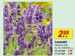 toom Baumarkt Lavendel Angebot