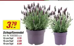 toom Baumarkt Schopflavendel Angebot